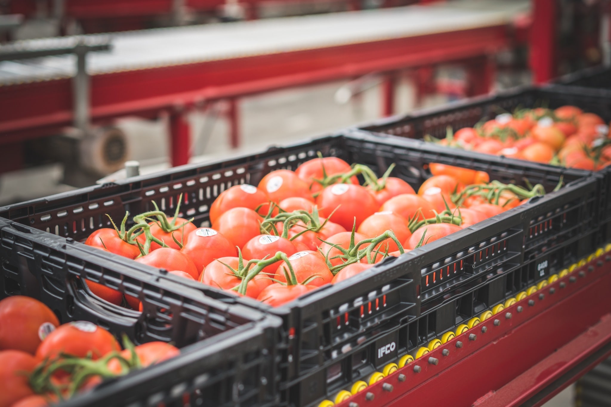 Fresh produce in IFCO reusable packaging at an automated sorting facility