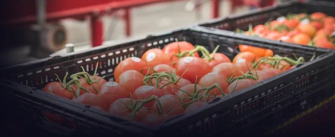 Reusable IFCO crates filled with tomatoes